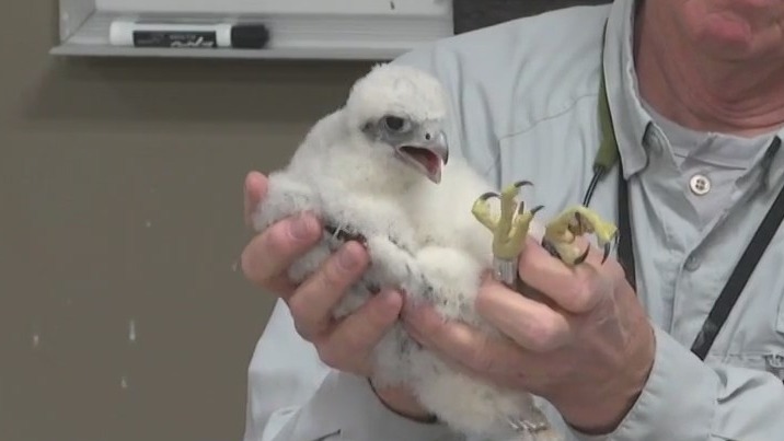 We Energies peregrine falcon chicks named, banded in Oak Creek